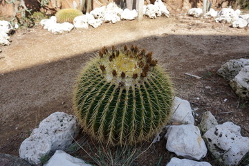 Sant Feliu de Guíxols - cactus garden seen during the walk along the coastline path