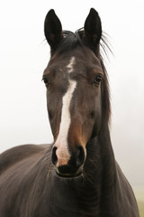 Obraz premium portrait of a beautiful horse