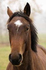 Obraz premium portrait of a beautiful horse