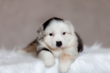 cute fluffy puppy Aussie posing