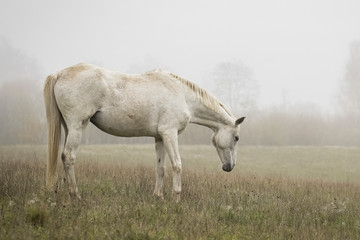 Gray  horse in a mist - 301974599
