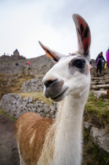 Obraz premium Llama portrait