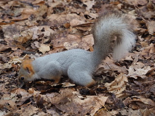 squirrel