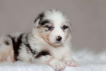 cute fluffy puppy Aussie posing