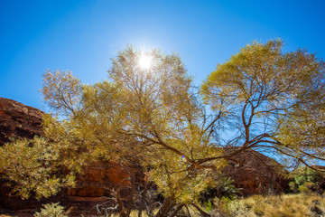 Bäume in der Wüste im Sonnenlicht