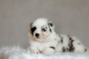 cute fluffy puppy Aussie posing
