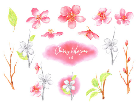 Clip art with pink, black and  white cherry blossom and leaves on a white  background. Hand painted in watercolor.