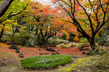 紅葉の風景