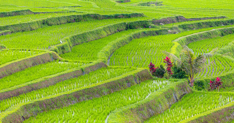 Green rice terrace fields of Jatiluwih in Bali island - Ubud, Indonesia