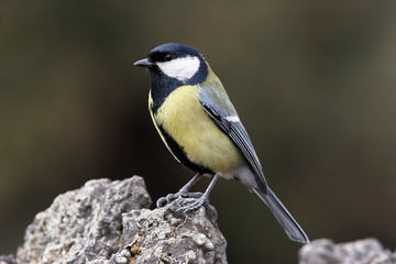 Great tit portrait