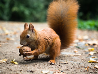 Ein braunes Eichhörnchen hat eine Nuss gesammelt um einen Wintervorrat anzulegen.