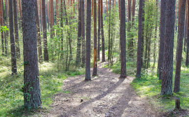 Obraz premium Pine trees