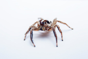 The jumping spider on white background. Close up of the side corner of the jumping spider on white paper background.