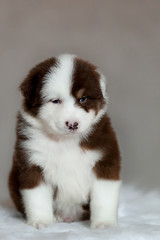 cute fluffy puppy Aussie posing