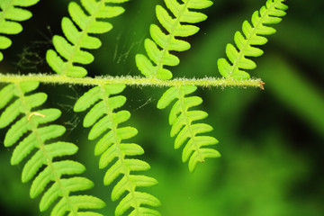 A fern is a member of a group of vascular plants that reproduce via spores and have neither seeds nor flowers.