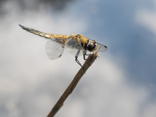 Nahaufnahme einer großen gelbe Libelle die auf einen kleinen Ast mit ausgebreiteten Flügeln über der Wasseroberfläche sitzt.