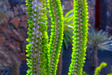  Cactus of the Canary Islands
