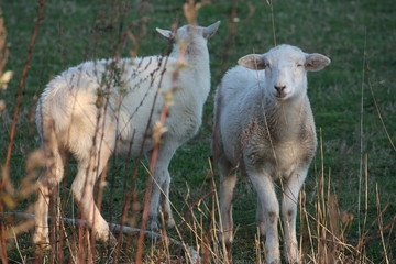 Schafe auf der Weide