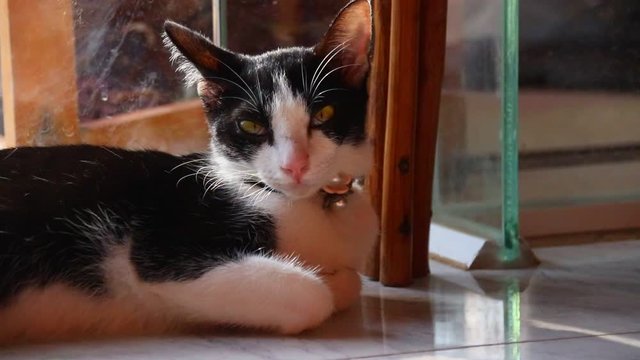 cat-looking-at-camera-images-browse-187-stock-photos-vectors-and