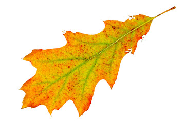 Yellow and green real oak tree autumn fall leaf isolated on white background.