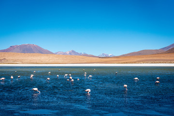 Laguna Colorada is surrounded by a dry rough landscape of volcanoes and is filled with flamingos feeding on plankton and algae on this clear blue sky day.