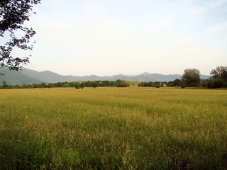 Panorama of wild endless field covered with high vegetation at sunset on the backdrop of a mountain range on the horizon under a cloudy evening sky.