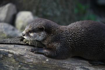 Otter auf einem Ast im Wasser