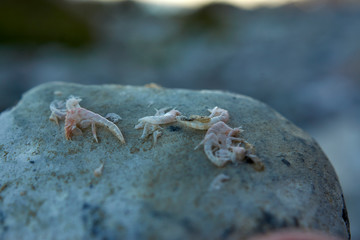 Dead shrimp on a rock at the Baltic sea