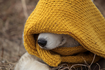 Cute husky dog with yellow scarf.