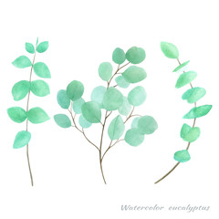 watercolor sprigs of eucalyptus. Wedding decor