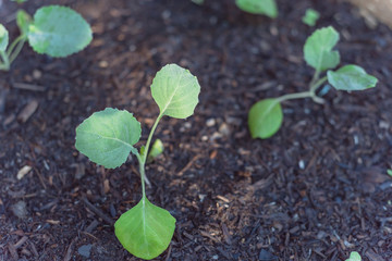 Young broccoli leaves with water drops growing on organic kitchen garden
