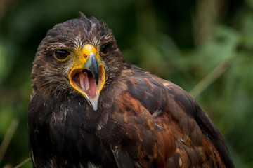 bald eagle screaming