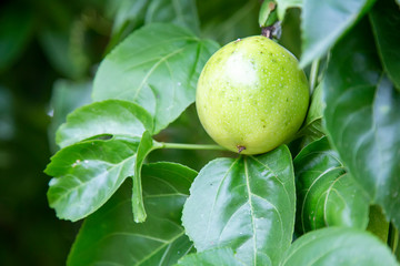 Passion fruit on a tree with blurred green background. Green raw fruit on the vine with green leaf.