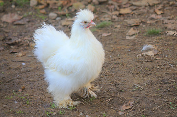 white hen in the field of the farm