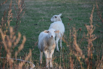 Plakat Schafe auf der Weide