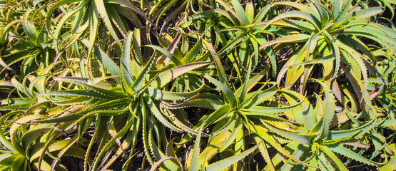 Fototapeta premium Cactus of the Canary Islands