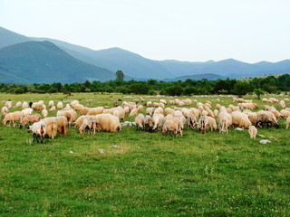 A pasture of sheep at the foot of a dense mountain forest against the backdrop of an amazing natural picture of mountain ranges on the horizon under a blue sky with little clouds covered at sunset.