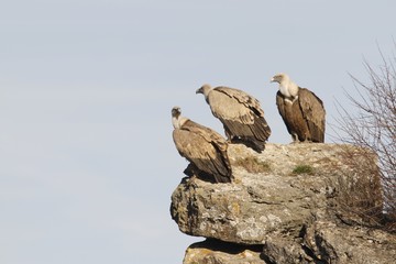 vultures perched on a rock in the field at sunrise