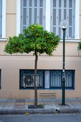 Citrus reticulata Mandarin orange tree on rthe street . Greece, Athens
