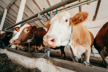 Long row of cows sticking their heads out bars of stable to feed