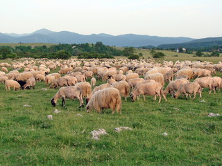 Naklejka na ściany i meble A pasture of sheep at the foot of a dense mountain forest against the backdrop of an amazing natural picture of mountain ranges on the horizon under a blue sky with little clouds covered at sunset.