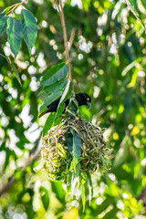 Vieillot's Black Weaver (Ploceus nigerrimus) Entebbe, Uganda