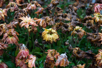 Obraz premium Deteriorating flowers in autumn rain_3
