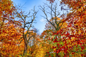 Alte Bäume und leuchtendes Herbstlaub im Urwald an der Sababurg