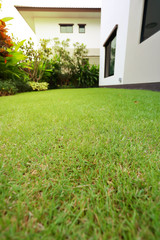 Fototapeta na wymiar lawn landscaping with green grass turf in garden home