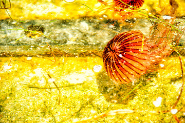 【神奈川】横須賀　うみかぜ公園周辺にいた赤クラゲ