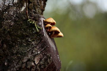木に生えたキノコ