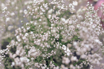 beautiful white flower blossom bouquet