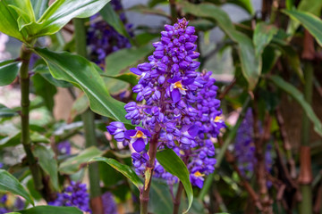 Purple flower Monti palace gardens, Funchal, Madeira, Portugal, Europe