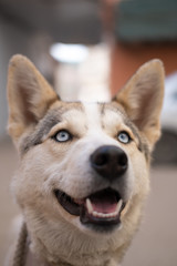 Close-up portrait of a husky breed dog with blue eyes.